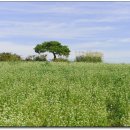 메밀꽃필무렵 이미지