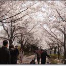 낙동강제방(2) 이미지