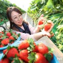 아리향 이미지