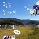 청도 애견 동반 숙소! 산사이 (수영장, 운동장)