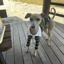 산책갈까? 이미지