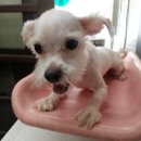 민동물병원 이미지