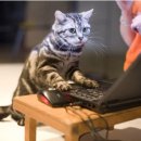 고양이의 하루 이미지