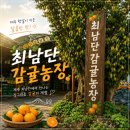 제주 4월 귤따기 체험 🍊 최남단감귤농장 5세 아이랑 다녀온 후기