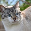 강아지와고양이나라 동물병원 이미지