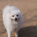 바닐라브릭 이미지