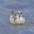 지느러미발도 Red-necked Phalarope 이미지