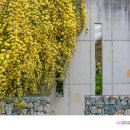 장미카페 - 청양군 중앙로열길 9 | 장미카페
