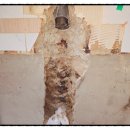 효성동 하나아파트 앞 이미지