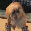 플란다스의개 이미지