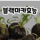 블랙마카 효능 및 , 먹는방법 섭취량까지 총정리 이미지