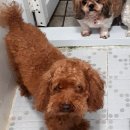 신안동11 이미지