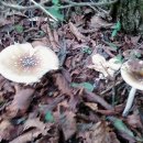 무등산버섯 이미지