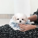 부산강아지분양 미유펫 이미지