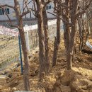 2024공주시나무시장/공주시산림조합/임산물산지산지유통센터