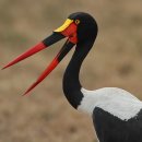 【안장부리황새 saddle-billed stork 】 「안장 부리를 가진 황새」 이미지