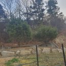내성리 Daum카페