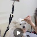 몽뽀뜨 이미지