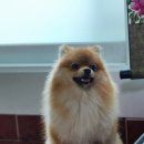 동원메디칼 | 창원애견훈련소 강아지 방문 교육으로 손 발 깨물기와 짖음 훈련 완료한 후기