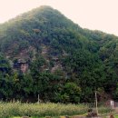 나무숲소 이미지