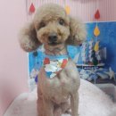펫이좋아 이미지