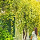 순천만 목향