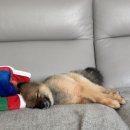 루이야 놀고 자고 GO 이미지