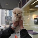 수원-1605 이미지