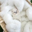 유앤미펫 강아지분양 고양이분양 일산점 이미지