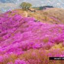 4월 정기모임 꽃 주제로 정할까 합니다 서울. 경기도 지역 업데이트 이미지