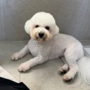 투게더동물병원 | 송도 투게더 동물병원 강아지 건강검진 후기
