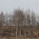 [7편] 2025년4월9일 수요일 DMZ 평화의길 15코스를 다녀와서! 이미지