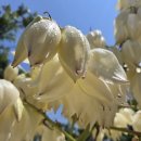 이렇게 이쁜걸 미처 몰랐어요 이미지