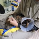 고양이 무마취 미용 냥털도둑 이미지