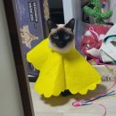 [고양이 링웜/ 고양이 피부병 치료기] 부직포깔대기 필수!