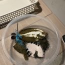 못난이샤크 실내바다낚시터 이미지