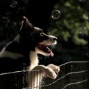 애견호텔 이미지