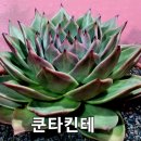 쿤타킨테 이미지