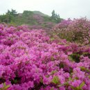 군산백산산악회 5월 바래봉(121회) 철쭉산행 이미지