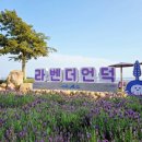 [전남 신안 가볼만한곳] 신안 퍼플섬 라벤더 만개 축제는 끝나도 아직 늦지 않았어요!(ft. 퍼플교)