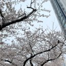 온천천공원길 74(온천천자전거대여소) | 부산 여행 온천천 벚꽃 유채꽃 실시간 산책길 정보 (무료 자전거 대여 가능)