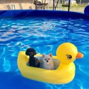 이번생은 댕댕이 이미지