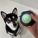 까까로운 | 강아지 풉백 푸시풉 배변봉투홀더 티슈형 배변봉투 반려로운