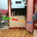 나밍밍 강아지네 이미지