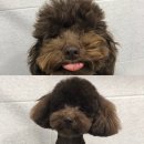 정다운애견미용 이미지