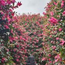 꿀꺽소리 | 여행] 2일차|동백 포레스트|숨도|제주오성 순살갈치조림|카페 즈물|산양큰엉곶|책방 소리소문|돈꿀꺽