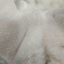 봄사랑 동물병원 이미지