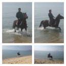 보성 한라승마클럽 경주마