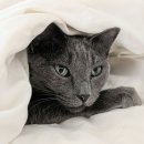 GOOD LIFE DOG 이미지