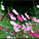 지곡낚시터 이미지